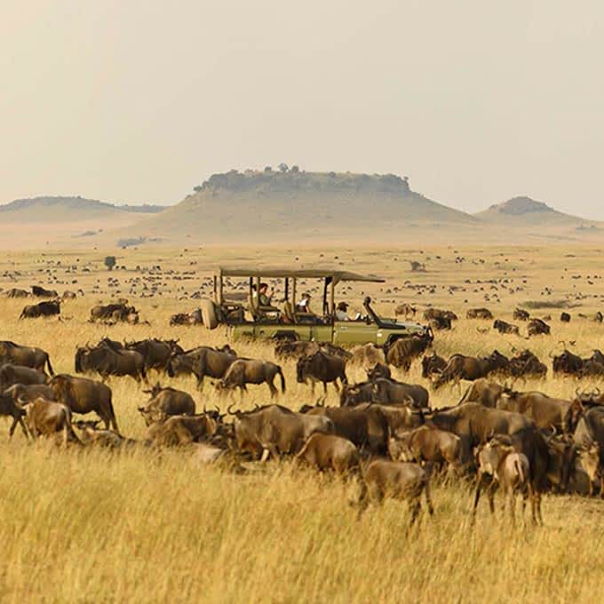 Information about Serengeti great wildebeest migration