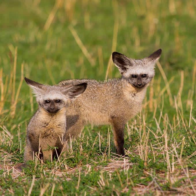 Animals of the Serengeti: bat-eared fox