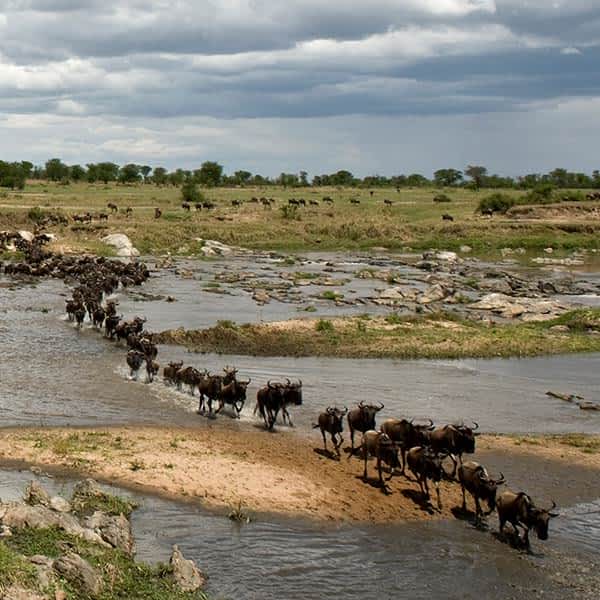 Read about the best time to visis Serengeti for the wildebeest miration