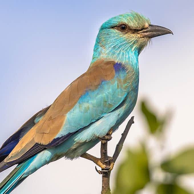 Birding in Serengeti: a magnificent European Roller