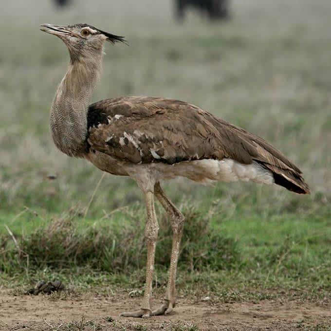 Kori bustard, one of Serengeti's iconic birds