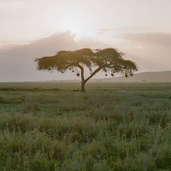 Read more about Serengeti plant life