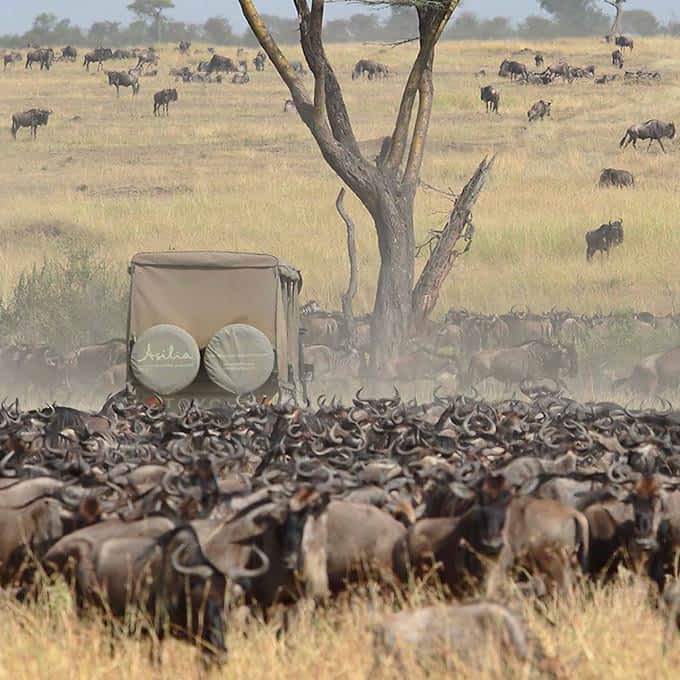Amidst the Serengeti Great Migration during a game drive