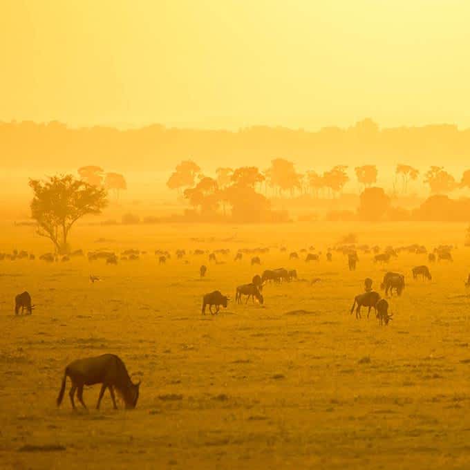 Chase the Great Migration in the Serengeti during your stay at Roving Bushtops in Tanzania