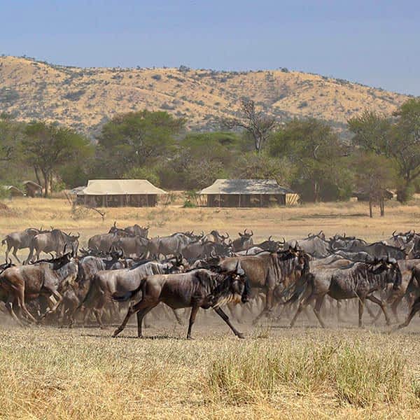 The Great Migration passing through the Western Corridor in Serengeti