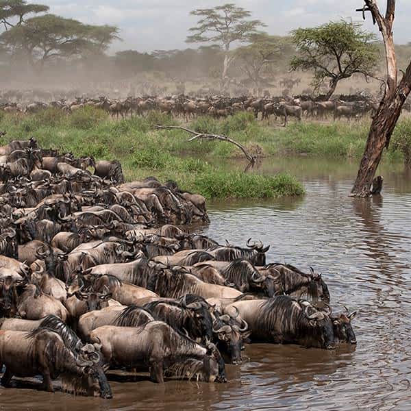 The Great Migration in Grumeti Game Reserve, Tanzania