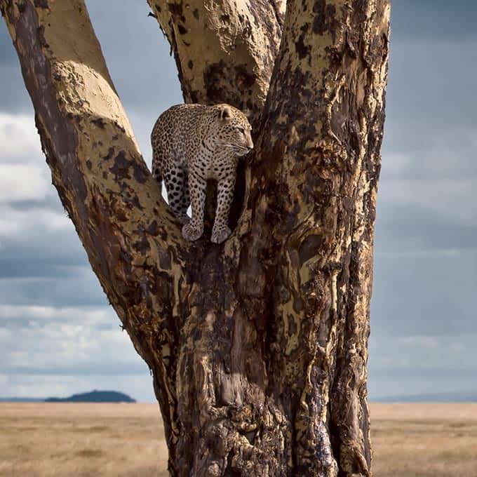 An elusive leopard - Serengeti wildlife