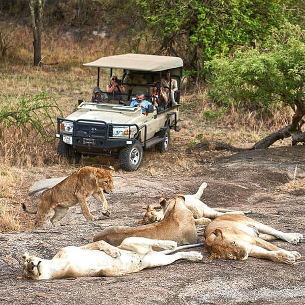 Lions around Ndutu and the southeastern plains