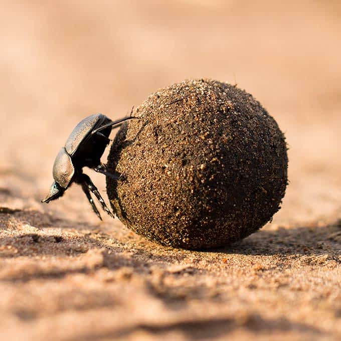Essential for the Serengeti eco-system: dung beetle