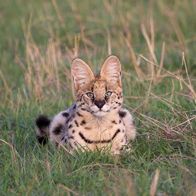 Serengeti animals: serval