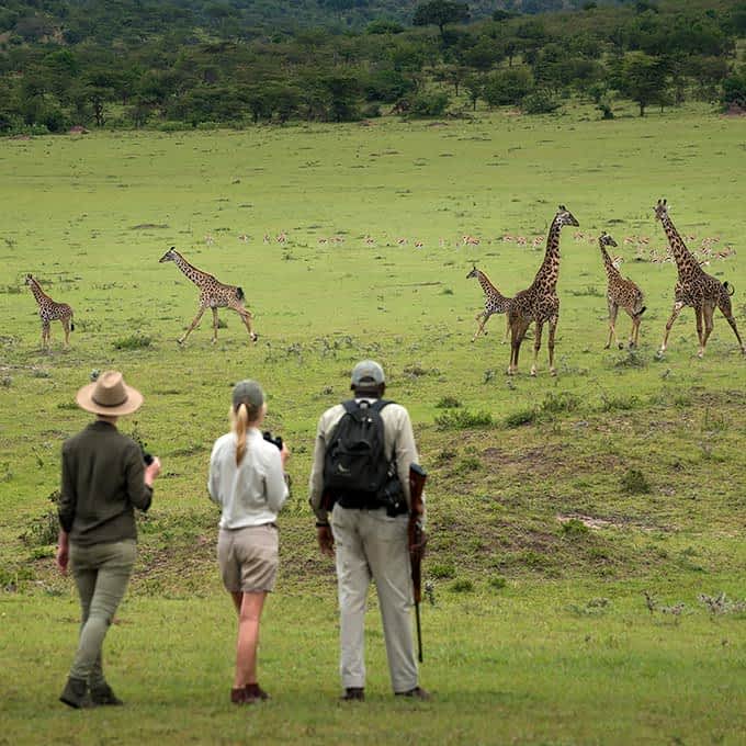 Enjoy a Serengeti walking safari at Klein's Camp