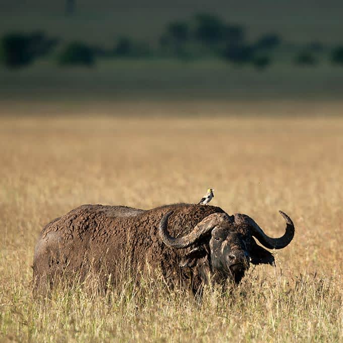 Buffalo on a Serengeti wildlife safari