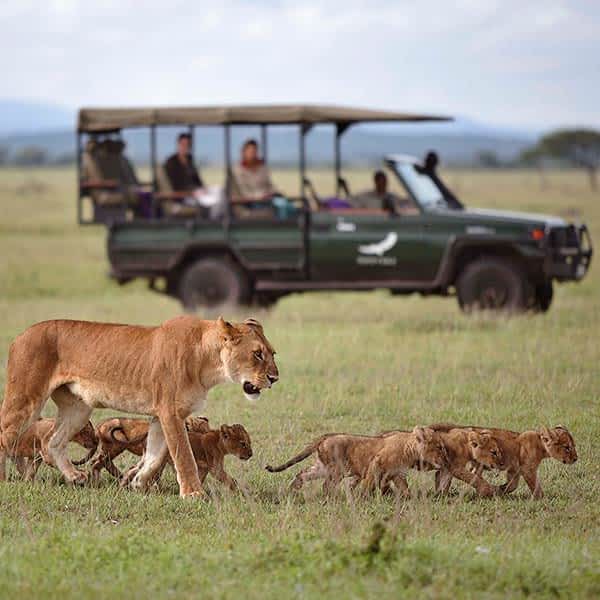 Lions in the Western Corridor during a game drive
