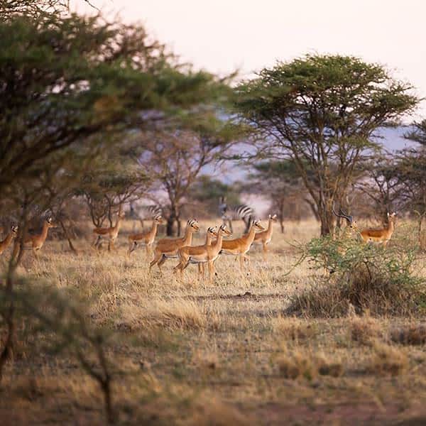 When to visit Serengeti