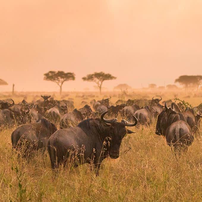 One of the most iconic Serengeti animals: wildebeest