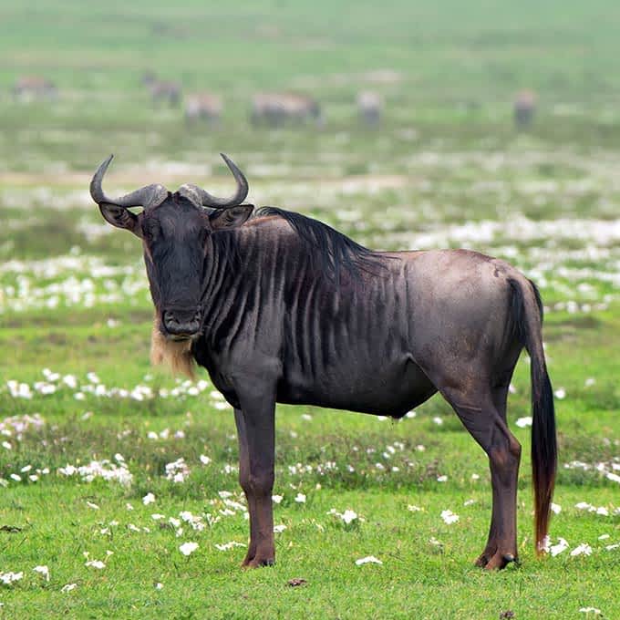 Wildebeest on short grass plains