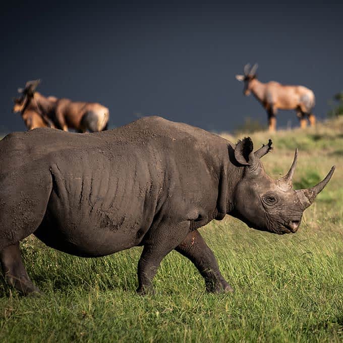 Wildlife safari in Tanzania: a black rhino in Serengeti