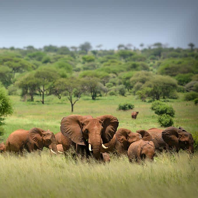 Wildlife in Serengeti National Park: elephants
