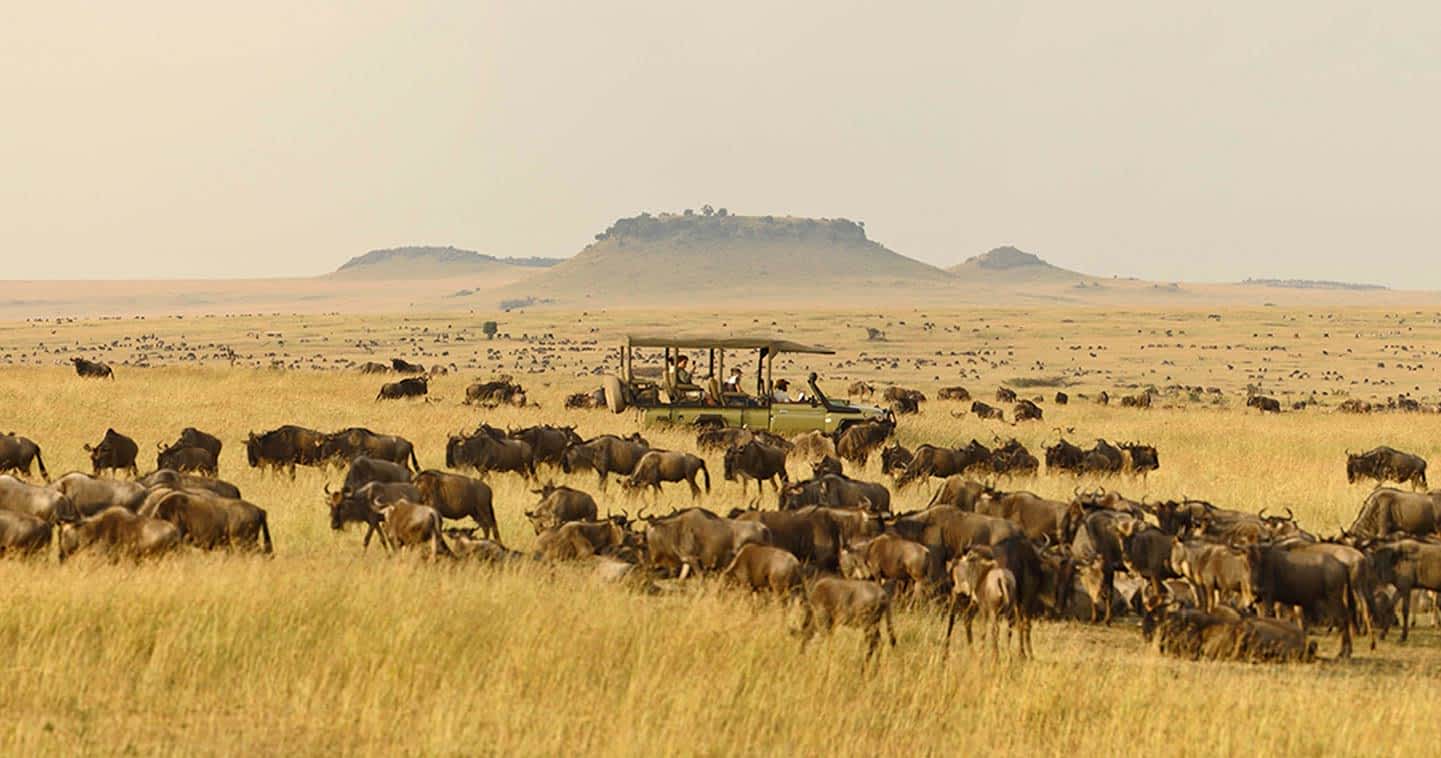 Serengeti & Migration Magic » Wildlife Safari