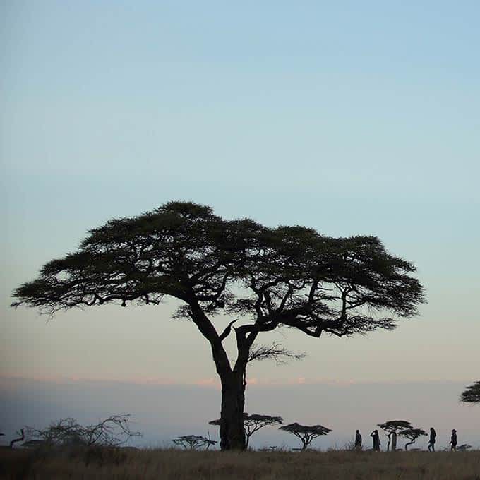 Iconic acacia tree in Serengeti