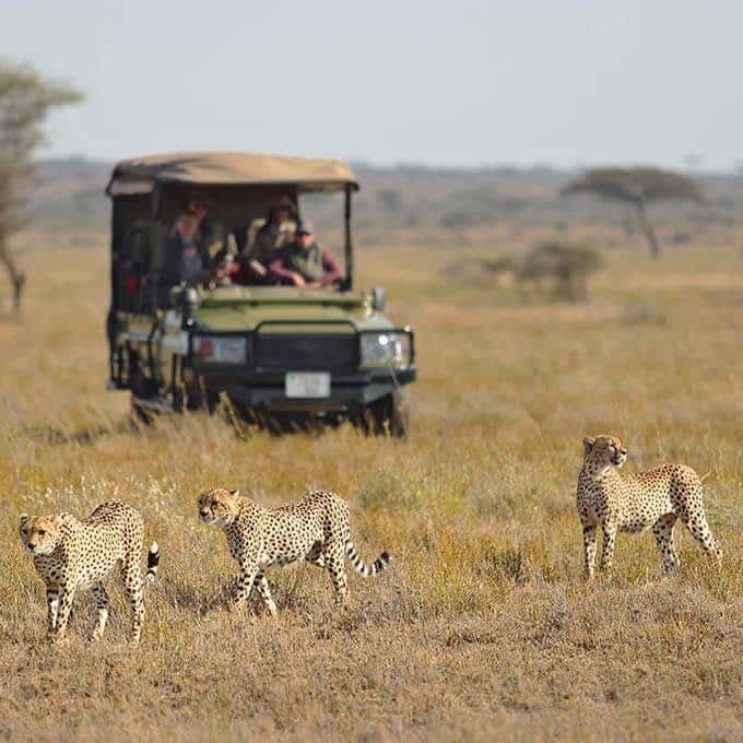 Spot big cats in the Serengeti during your stay at Namiri Plains in Tanzania