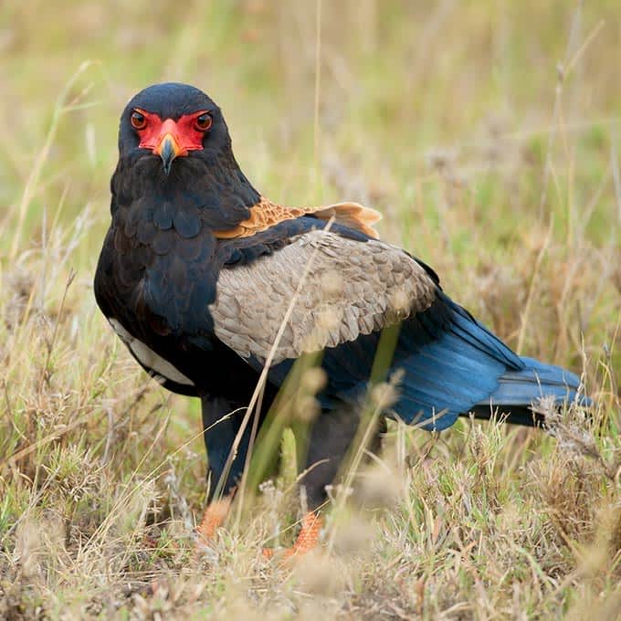 Birdlife in Serengeti National Park: bateleur eagle