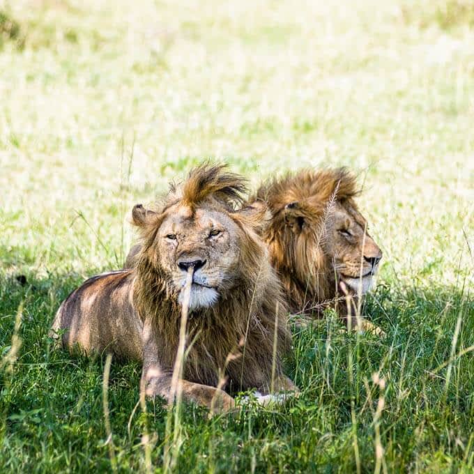 For an exclusive Serengeti safari experience stay at Singita Sabora Tented Camp