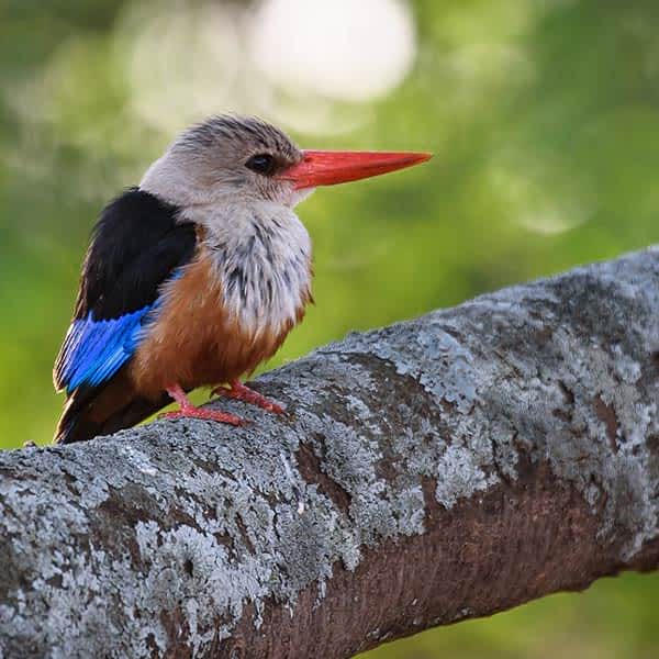 Read more about Serengeti birds