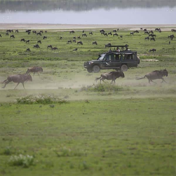 Western Corridor safari area