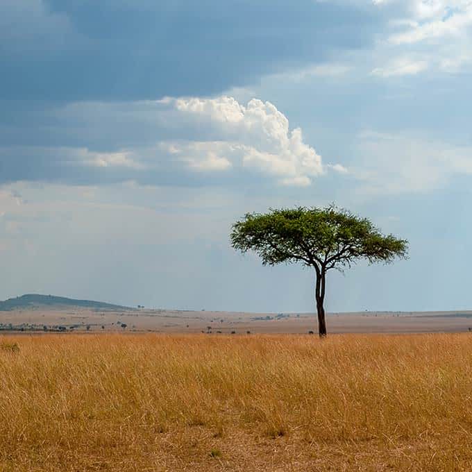 Long grass plains in Serengeti
