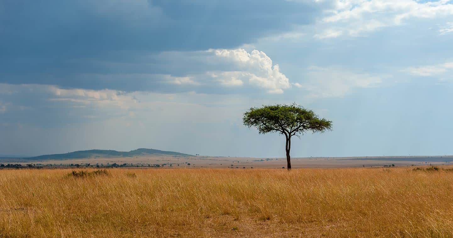 Plants & trees in Serengeti National Park - Tanzania
