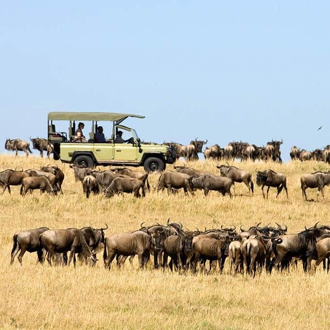 Experience the Great Migration in the Serengeti during your stay at Dunia Camp