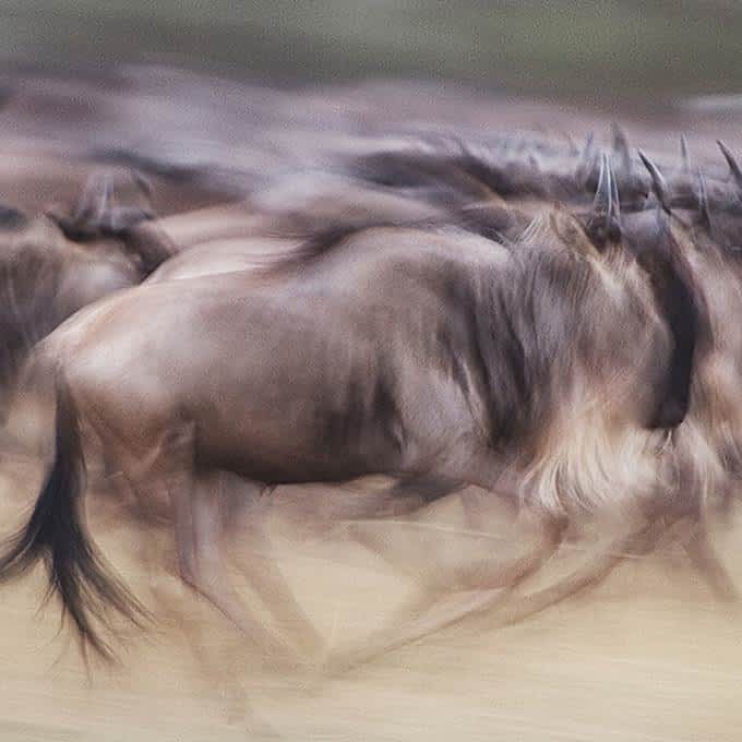 Running wildebeest in Serengeti National Parks - Great Migration