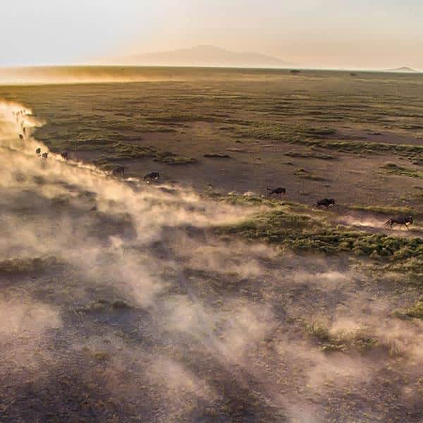 The Great Migration in Serengeti north and Lobo area