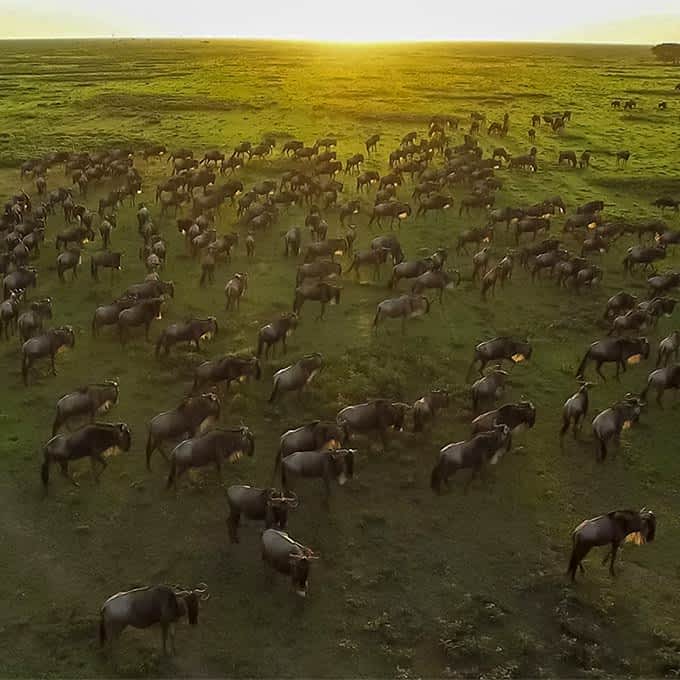 The Great Migration in Serengeti, Tanzania