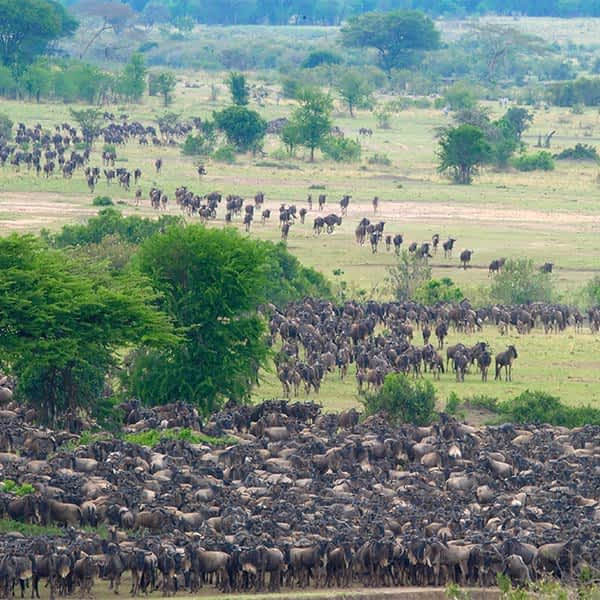 Great Migration information