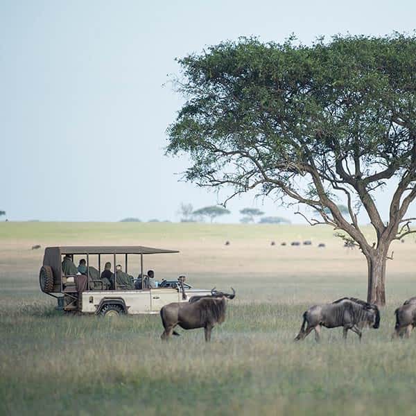 Grumeti safari Tanzania