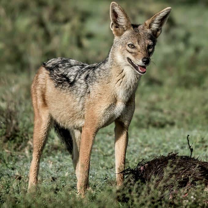 Jackal in Serengeti National Park