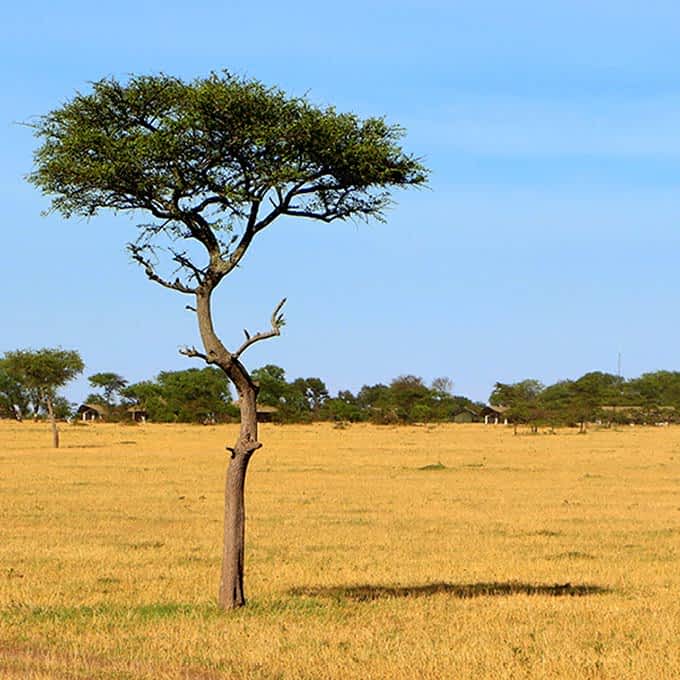 Short grass plains