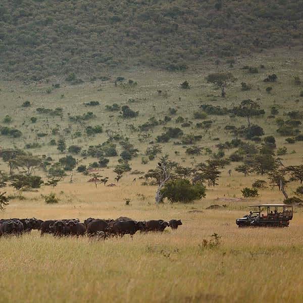 Landscape and buffalo in Serengeti north and Lobo