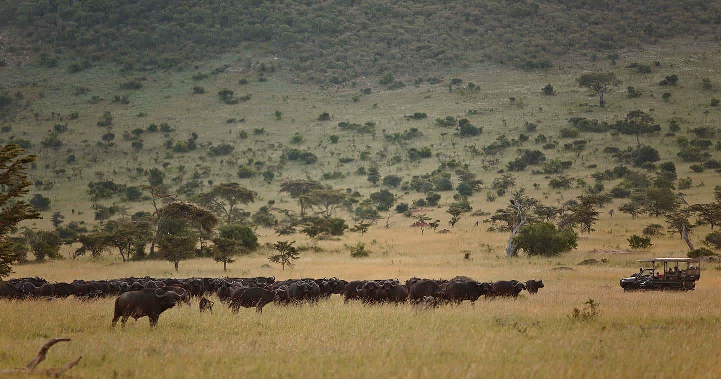 Northern Serengeti, Lobo & Loliondo safari area in Serengeti National Park - Tanzania