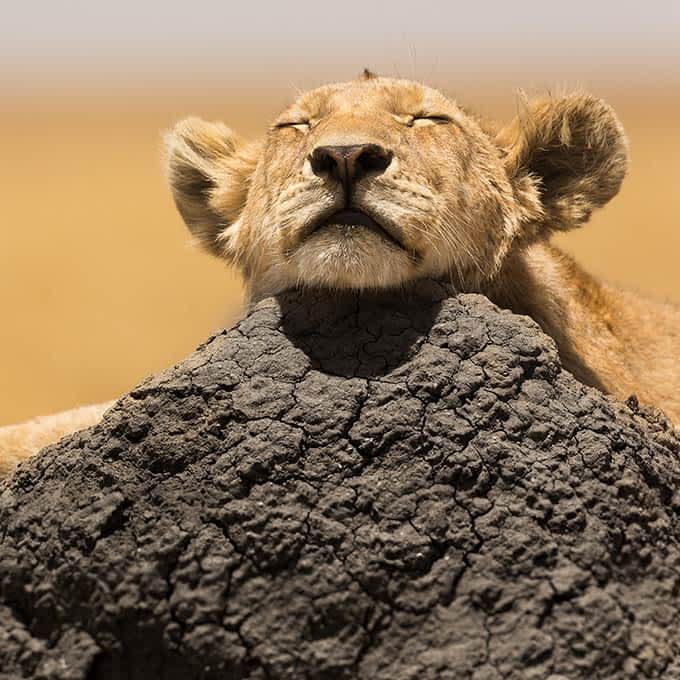 Lion conservation and protection in the Serengeti