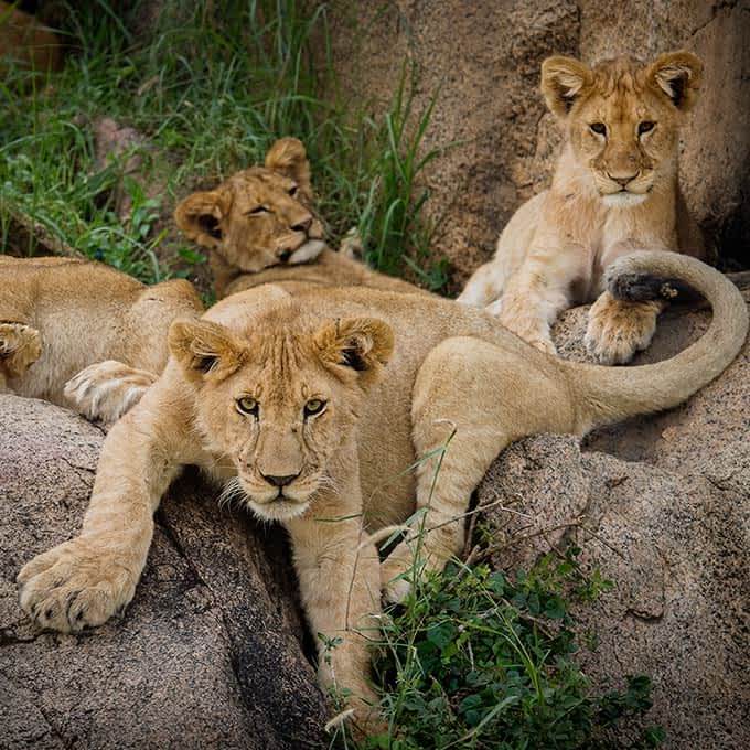 Lion cubs in Serengeti National Park