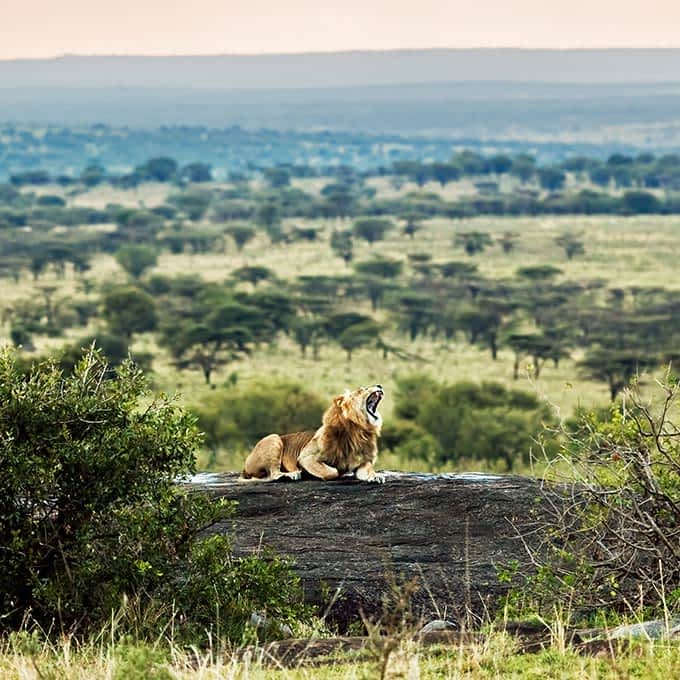 Lion in the Serengeti - Tanzania