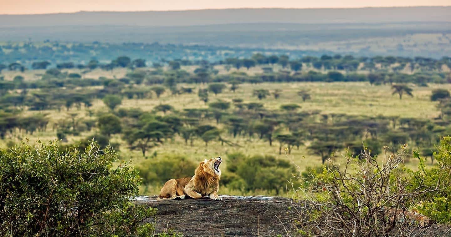 serengeti safari fauna