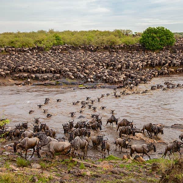 Mara River crossing in Serengeti National Park