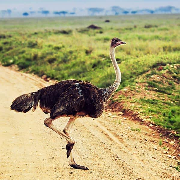 Ostrich in Tanzania