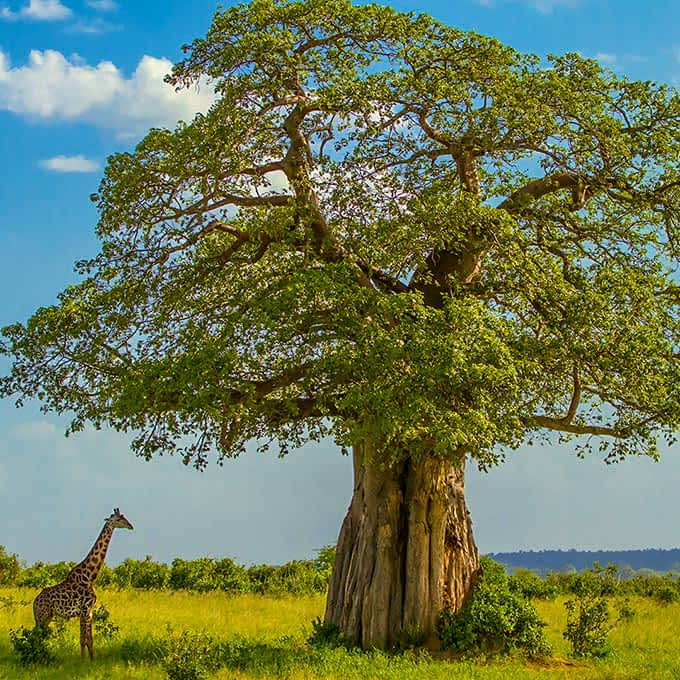 Plants and trees in Serengeti - massive baobab
