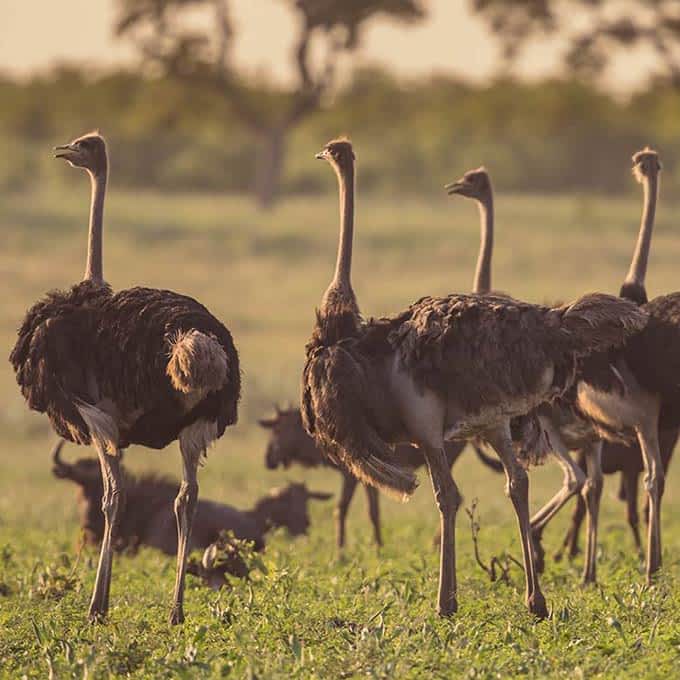 Serengeti birdlife: ostrisch on the plain