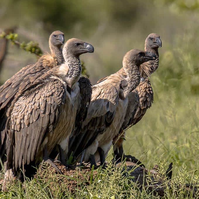 An impressive sighting: white backed vultures in Serengeti